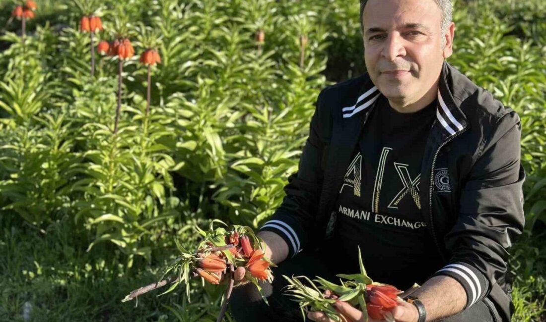 Hakkâri’nin Yüksekova ilçesinde kendiliğinden yetişen ve yalnızca 20 günlük ömre