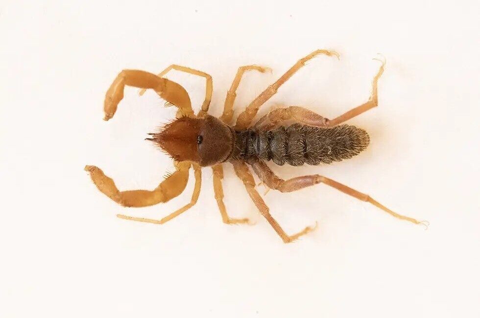 Hakkari Üniversitesi Lisansüstü Eğitim Enstitüsü Biyoloji Anabilim Dalı Öğretim Üyesi