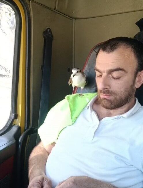 Rize’de minik bir martı ile dostluk kuran Adnan Saymaz’ın görüntüleri