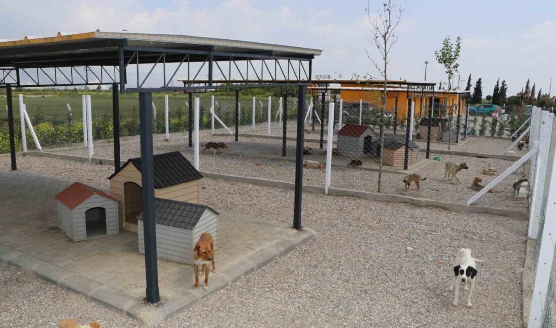 Söke Belediyesi Veteriner İşleri Müdürlüğü, “Sevimli Patiler Sevgi Evi” ile