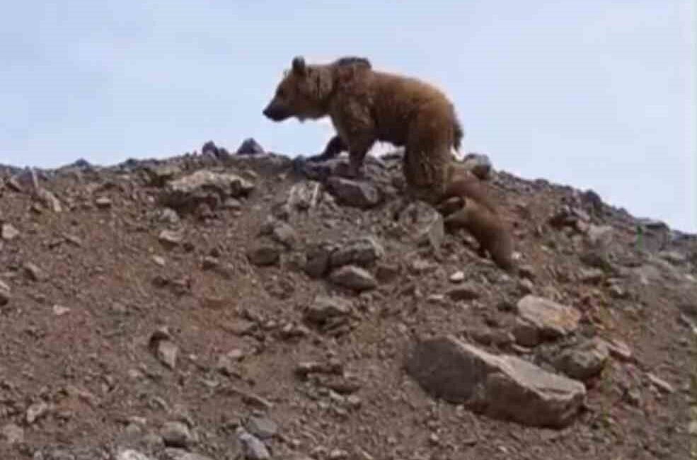 HAKKARİ (İHA) – Hakkari’nin Yüksekova ilçesinde kış uykusundan uyanan anne