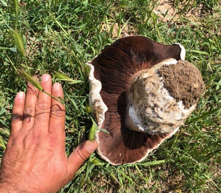 Ankara’da doğa yürüyüşü yapan bir vatandaş, 1 kilogramlık mantar buldu.