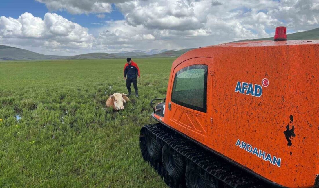 Ardahan’da bataklığa saplanan inek, 1 saatlik mücadelenin ardından kurtarıldı. Ardahan