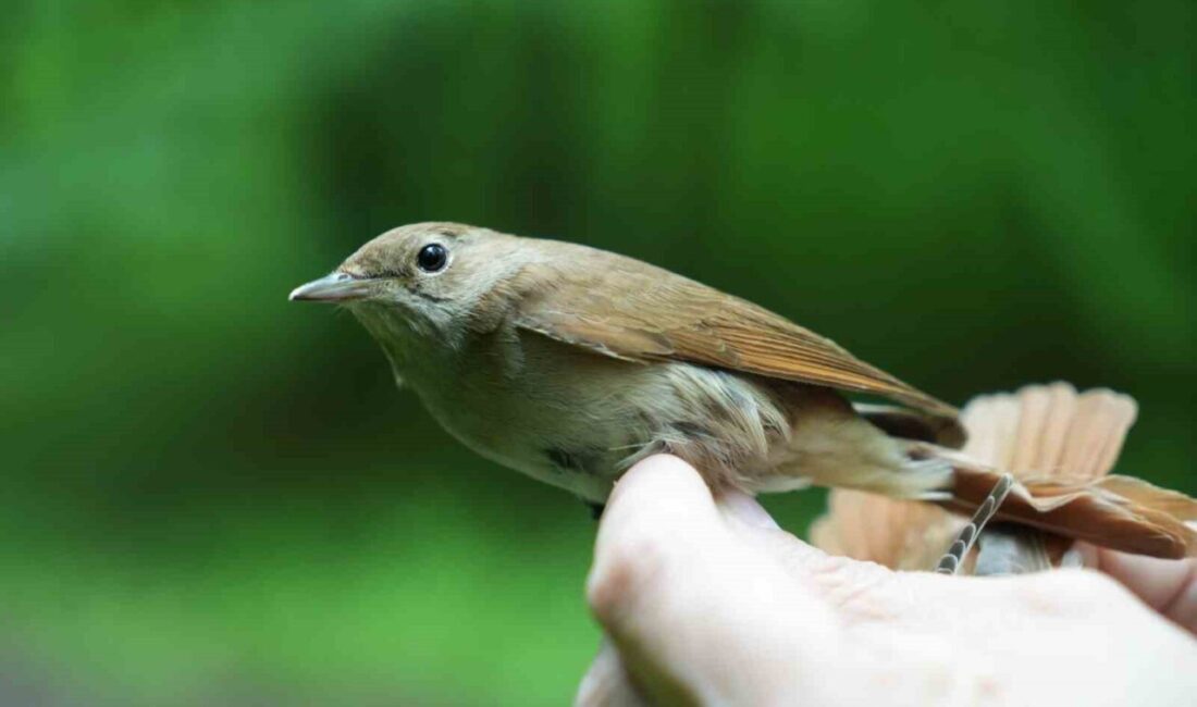Avrupa’nın en büyük doğal yaşam parkı Ormanya’da kurulan Kuş Halkalama