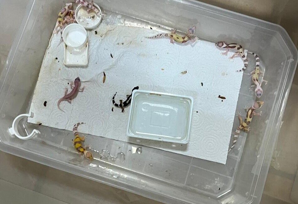 Bursa’da egzotik hayvan ticaretine darbe Bursa Doğa Koruma ve Milli Parklar Bölge Müdürlüğü ve Bursa