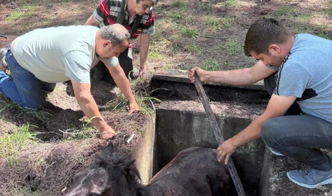 Muğla’nın Marmaris ilçesinde çukura düşen at, doğa koruma ekipleri tarafından