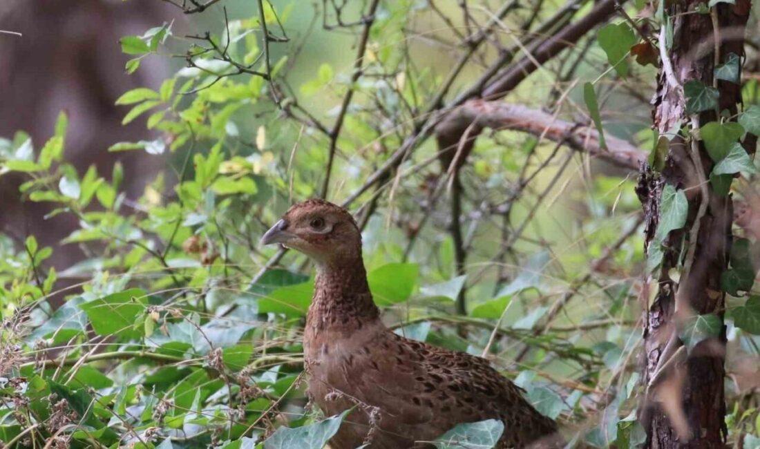 Doğa Koruma ve Milli Parklar Genel Müdürlüğü, özellikle Karadeniz Bölgesi’nde