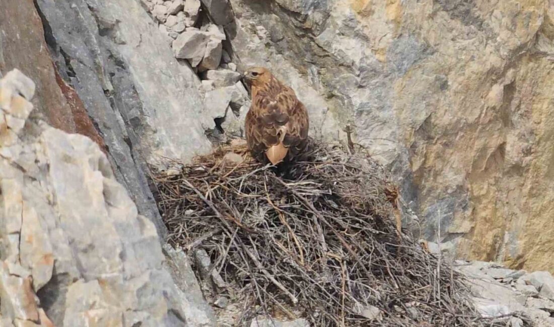 Kızıl şahin yavrusu son anda kurtarıldı Malatya’nın Akçadağ ilçesinde nesli koruma altındaki kızıl şahin yavrusu, duyarlı