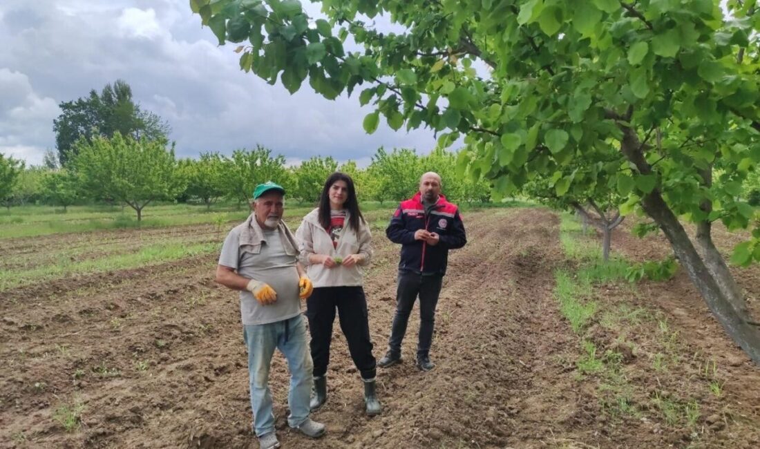 Erzincan Bahçe Kültürleri Araştırma Enstitüsü Müdürlüğünde görevli mühendisler Iğdır’da kayısı