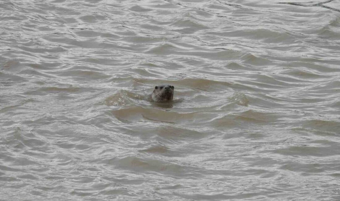 Nesli tehdit altındaki su samuru, Sivas’ın İmranlı ilçesindeki Kızılırmak kıyısında
