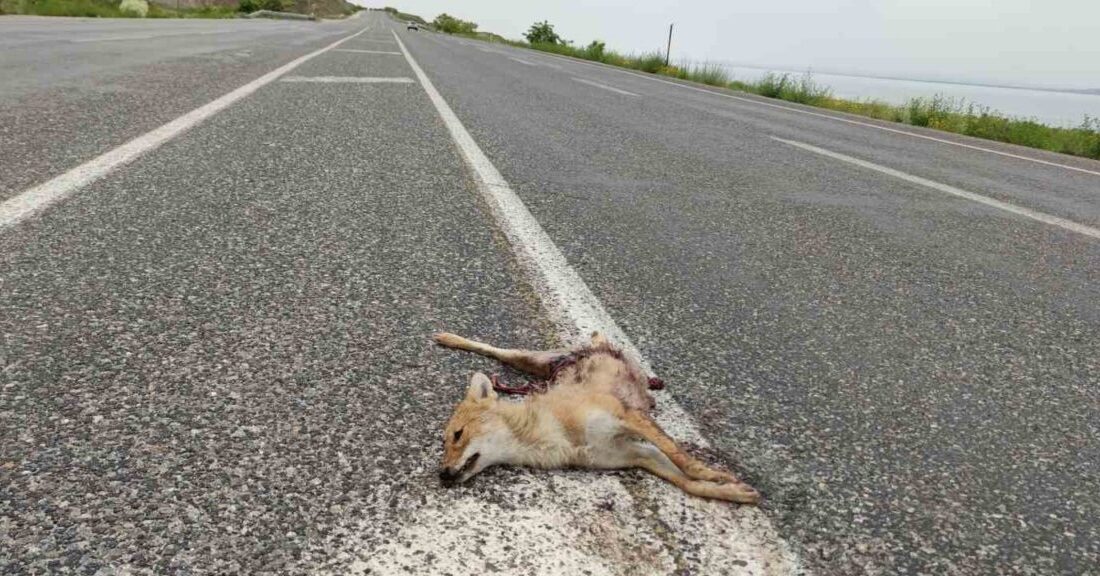 Van’ın Edremit ve Tuşba ilçelerinde yiyecek bulmak için yola inen