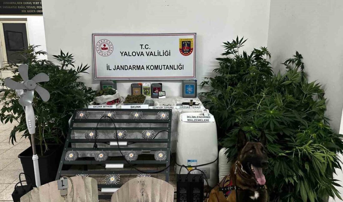 Yalova’nın Çınarcık ilçesinde evine kurduğu düzenekle uyuşturucu yetiştiren şüpheli çıkarıldığı